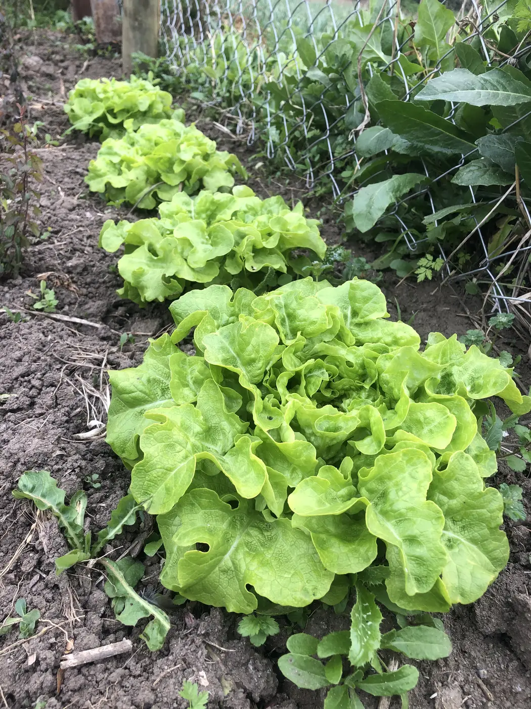 Lechugas cultivadas en una huerta sustentable