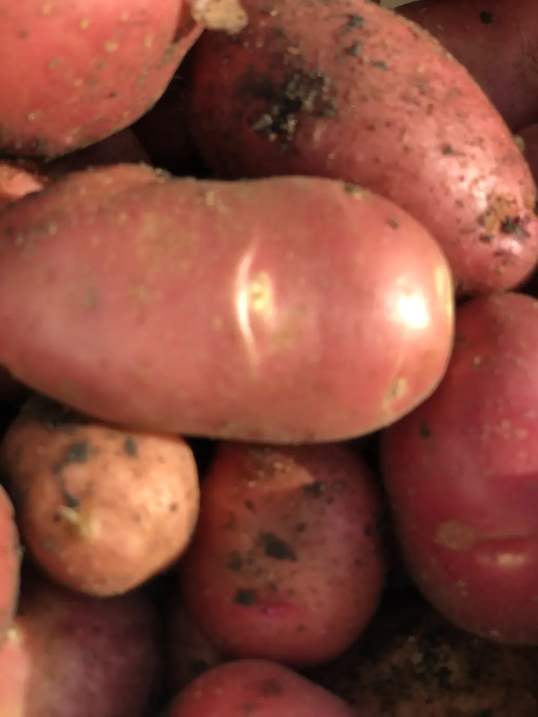 Papas cosechadas en tierra abonada naturalmente